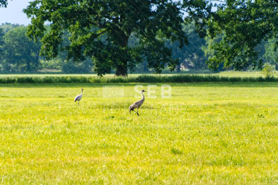 Kraniche in der Lewitz
