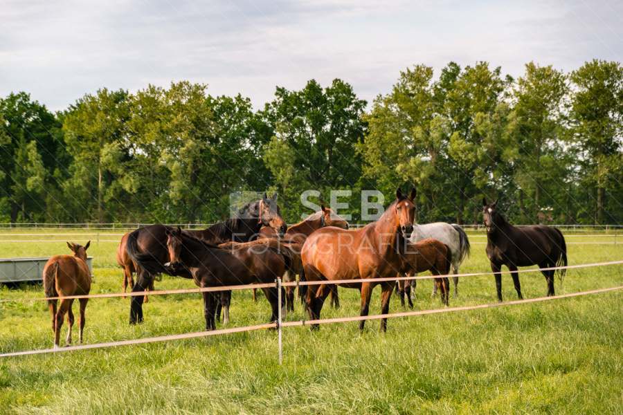 Pferde in der Lewitz