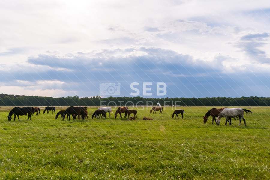 Pferde in der Lewitz