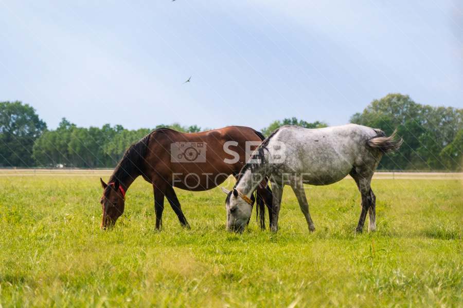 Pferde in der Lewitz