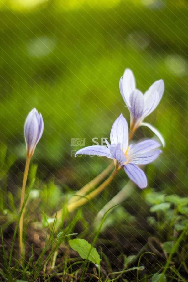 Autumn Crocus in Bloom
