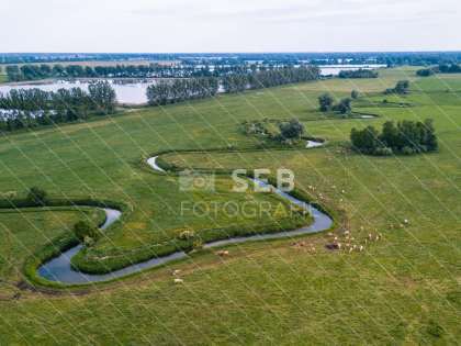 Kühe an der Alten Elde