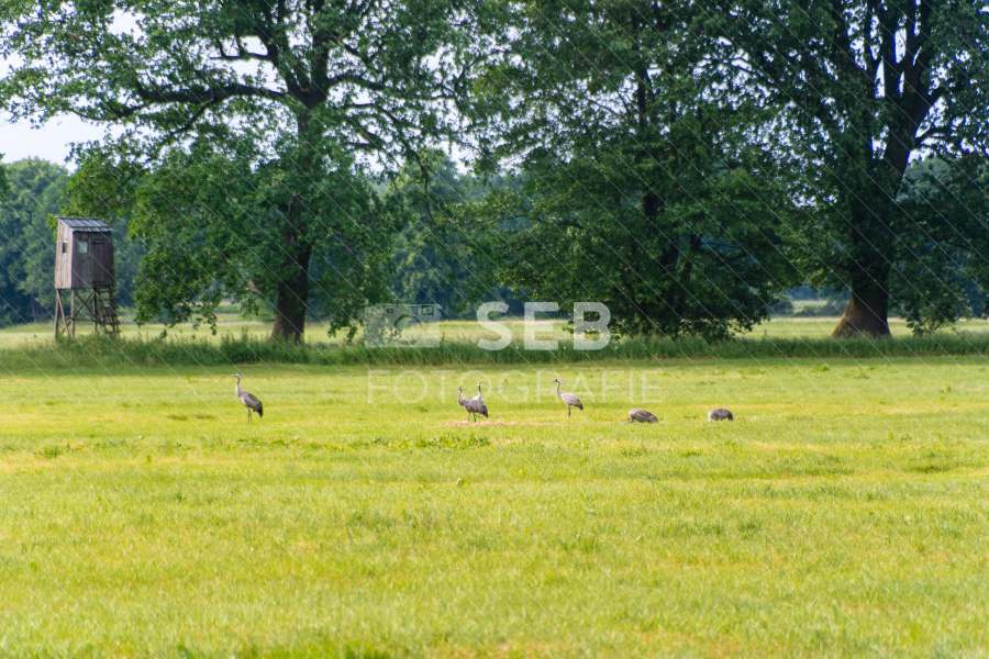 Kraniche in der Lewitz