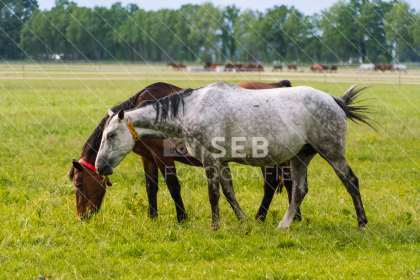 Pferde in der Lewitz