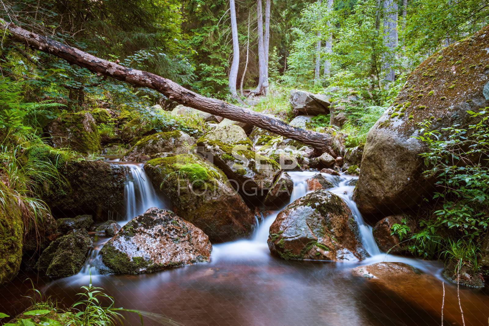 Steinerne Renne bei Wernigerode